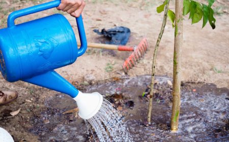 Bir ceviz ağacının yılda kaç litre suya ihtiyacı vardır?