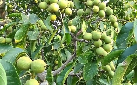 Hangi ceviz ağacı daha verimli?