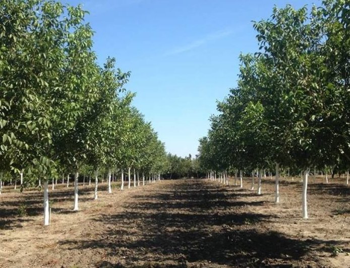 Walnut cultivation in Turkey