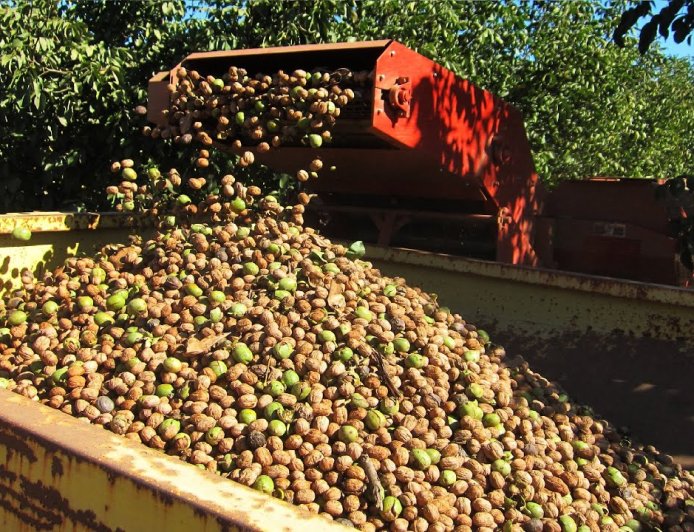 How many kilograms of nuts does a 5-year-old walnut tree produce?