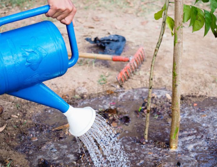 How many liters of water does a walnut tree need per year?