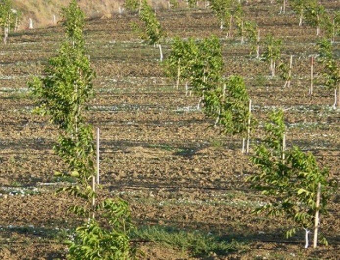 What is the most productive nut tree?