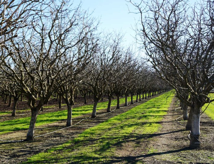 What is the right weather for planting walnuts?