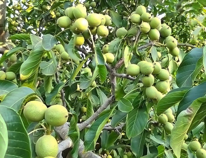 Which walnut tree is more productive?