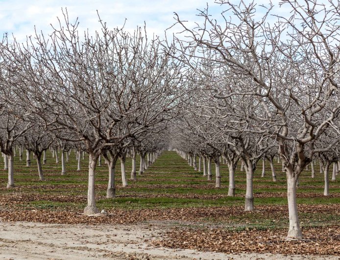 Are Chandler Nuts Cold Resistant?