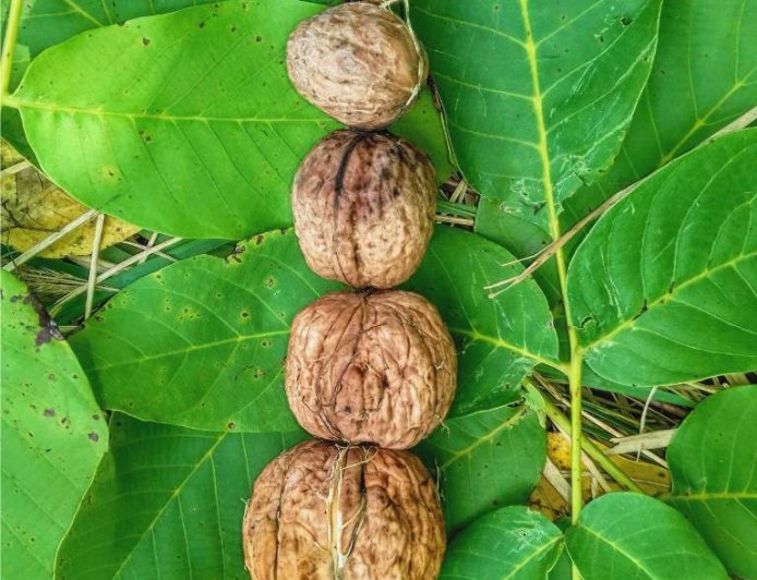 In what soil does walnut grow best?