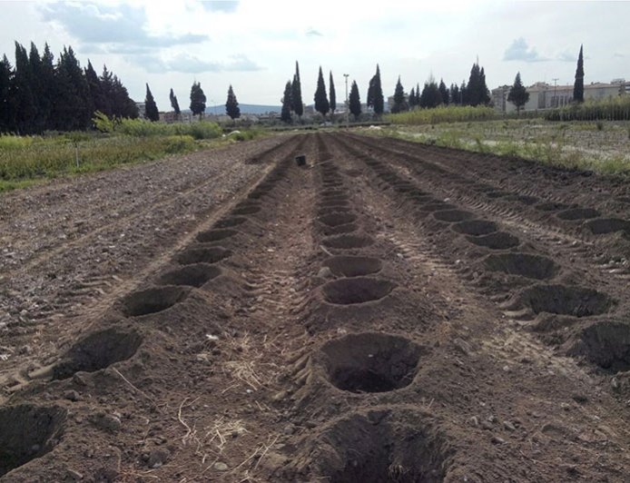 How to cultivate walnut land MG Agri Investment