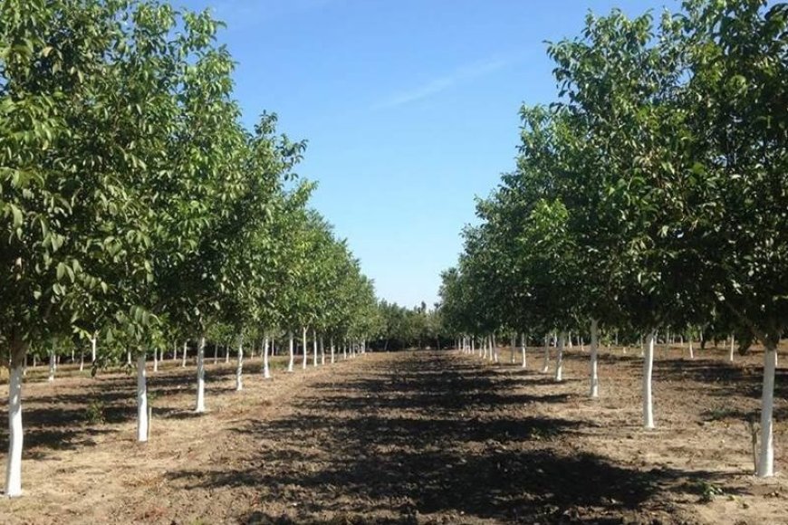 Walnut cultivation in Turkey