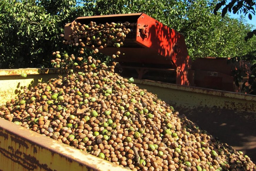 كم كيلوغراما من الجوز تنتج شجرة جوز عمرها 5 سنوات؟