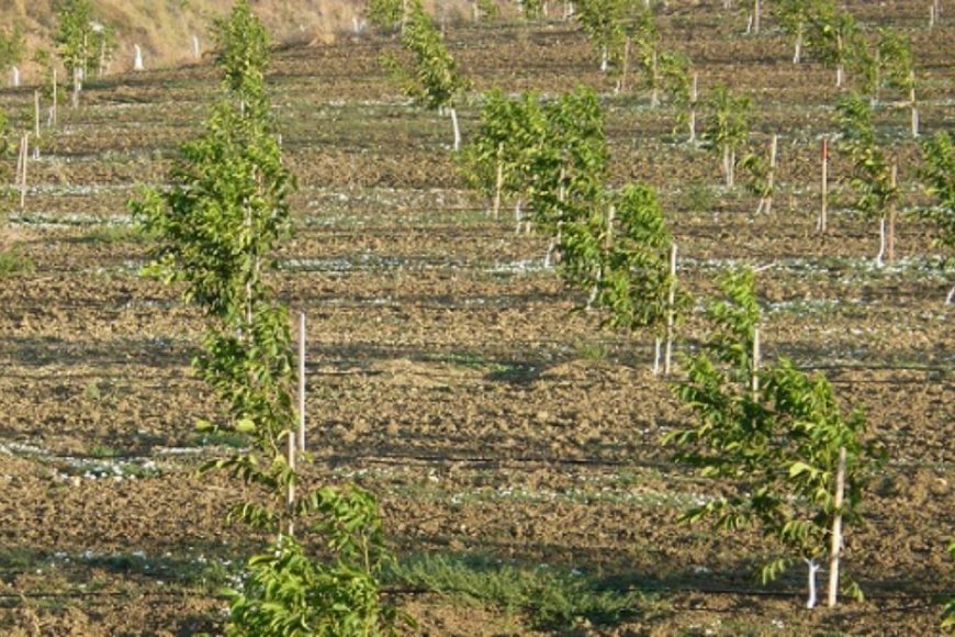 What is the most productive nut tree?