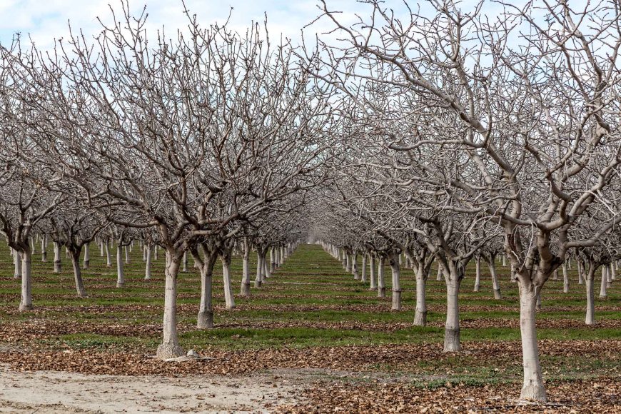 Are Chandler Nuts Cold Resistant?