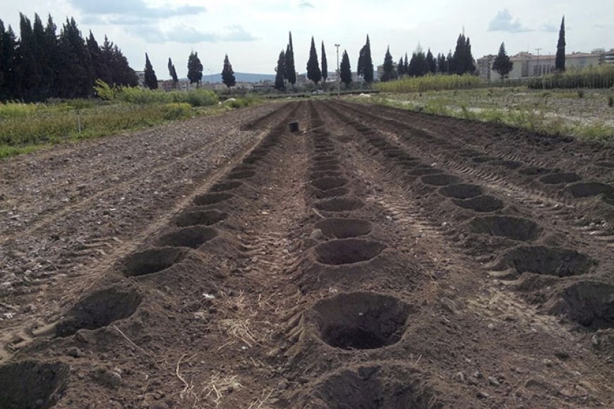 How to cultivate walnut land MG Agri Investment