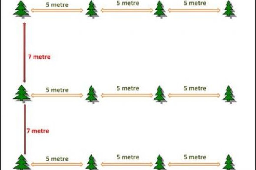 How many walnut trees are planted on 1 acre?
