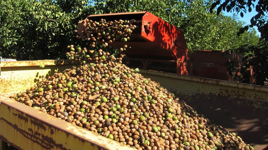 How many kilograms of nuts does a 5-year-old walnut tree produce?