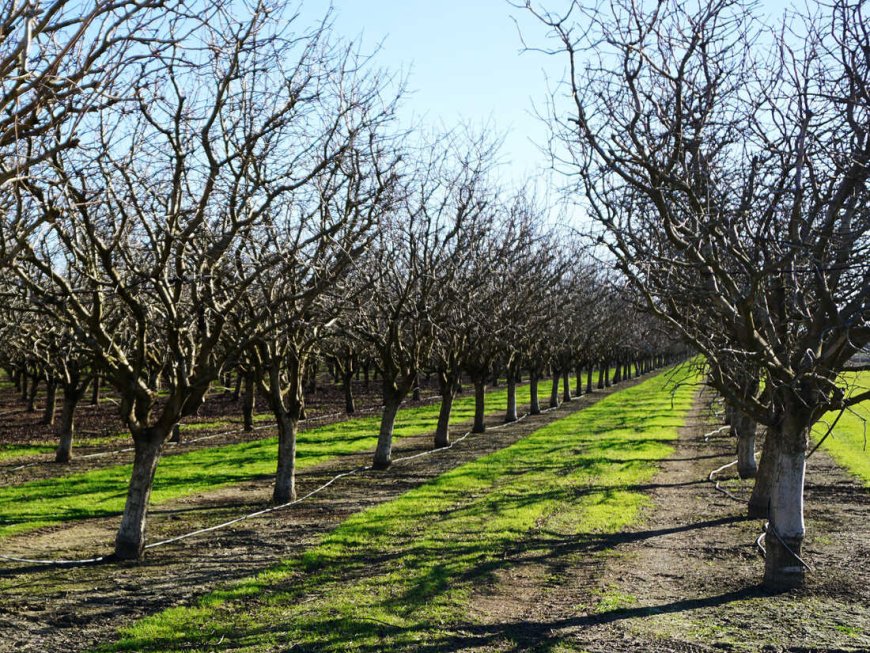 What is the right weather for planting walnuts?