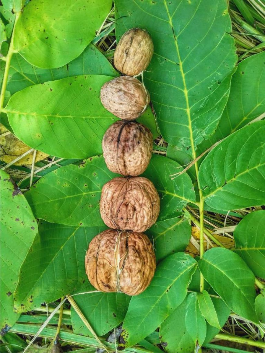 In what soil does walnut grow best?