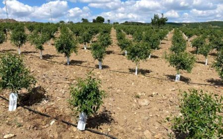 Why invest in almonds in Turkey?