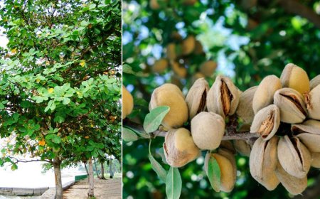 At what temperature are almonds grown?