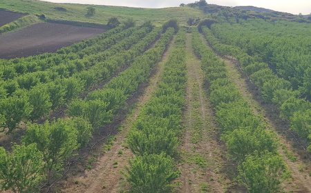 كم عدد أشجاراللوز  المزروعة على مساحة 1 فدان؟