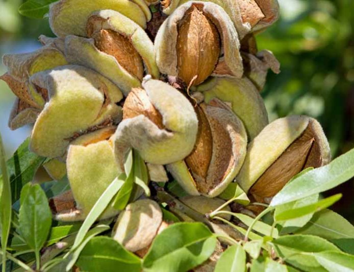 كيف ينمو اللوز؟