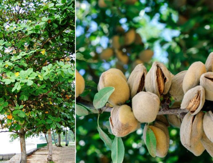 At what temperature are almonds grown?