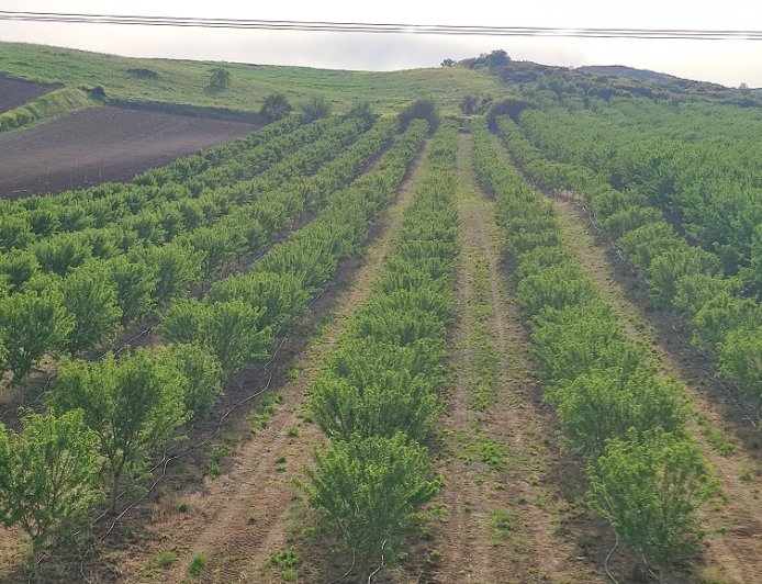 How many almond trees are planted on 1 acre?