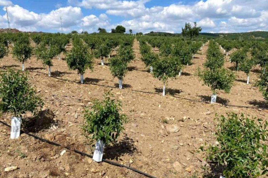 Why invest in almonds in Turkey?