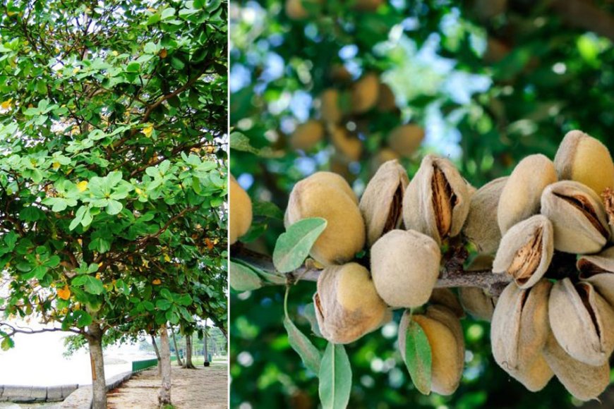 At what temperature are almonds grown?