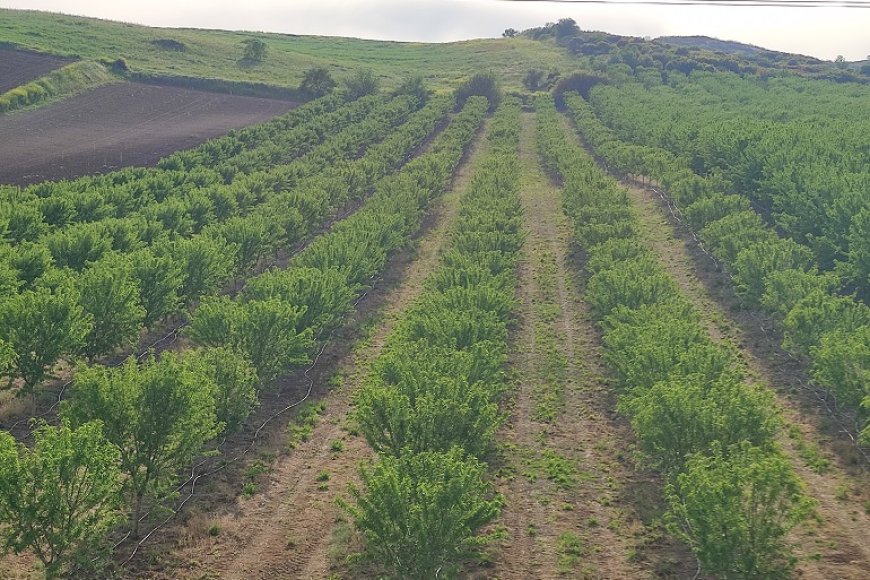 How many almond trees are planted on 1 acre?