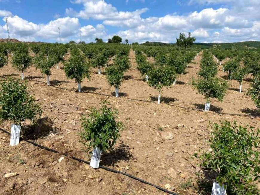 Why invest in almonds in Turkey?