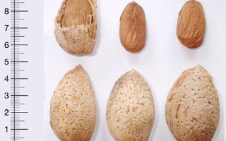 Almond Ferragnes hızlı büyüyor mu ve verimlilik ne durumda?