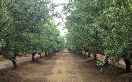 مسافة الزراعة: يمكن زراعة شتلات اللوز Ferragnes في نطاق