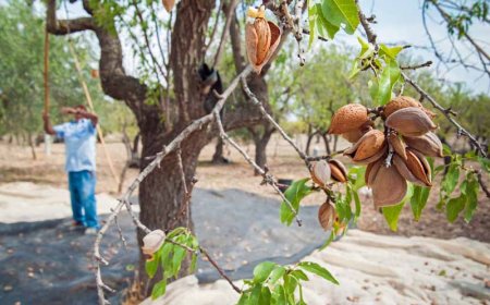 How many almonds does 1 tree produce?