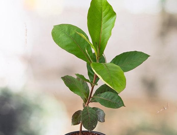 What is the age of almond seedlings