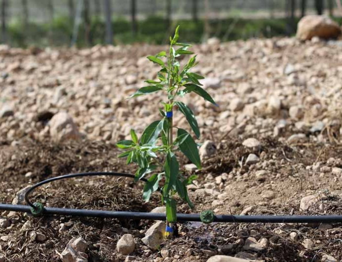 What is the height of an almond seedling