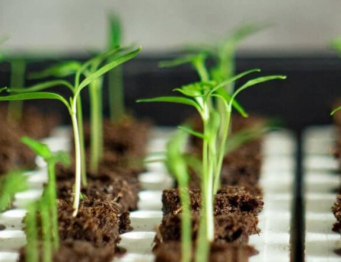 هل لشتلة الفريجرنس اللوز شهادة؟