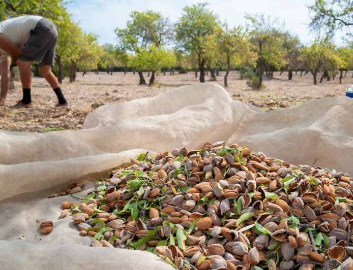 What is the harvest time for Almond Fragrance seedlings?