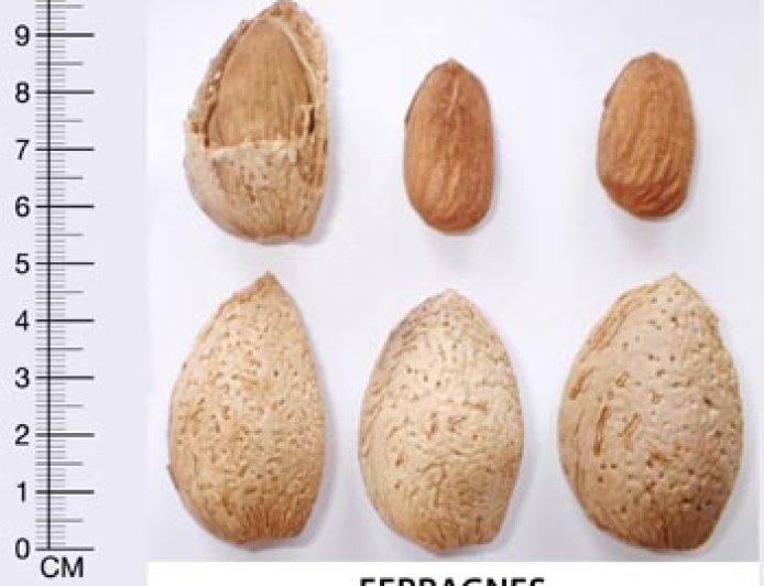 is  Almond Ferragnes growing fast and what about efficiency