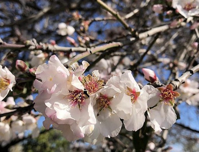 What is the structure of the Almond Tree Fragrance?