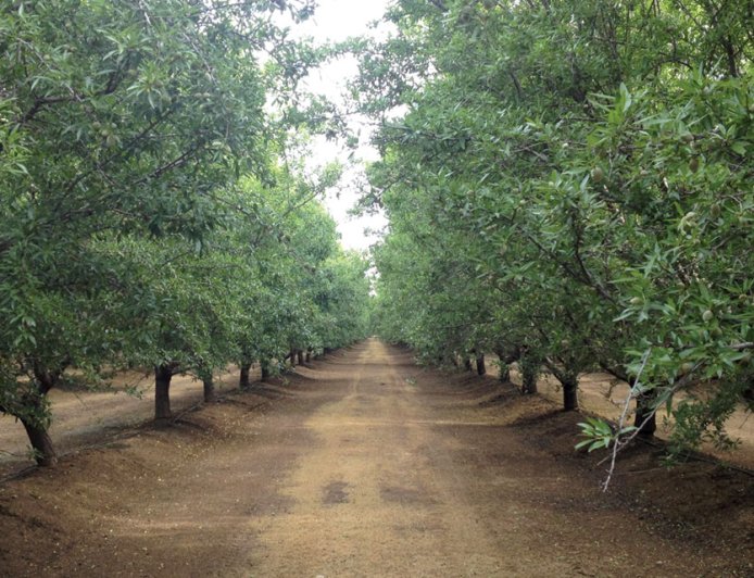 Planting Distance: Ferragnes almond seedlings can be planted in the range of