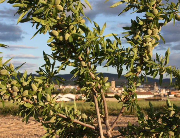 When do almond fragrant trees produce?