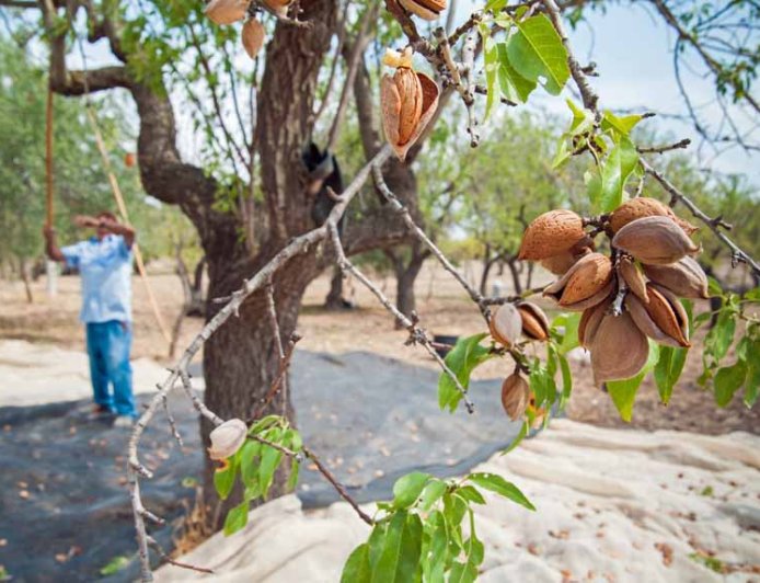 كم حبة لوز تنتج شجرة واحدة؟