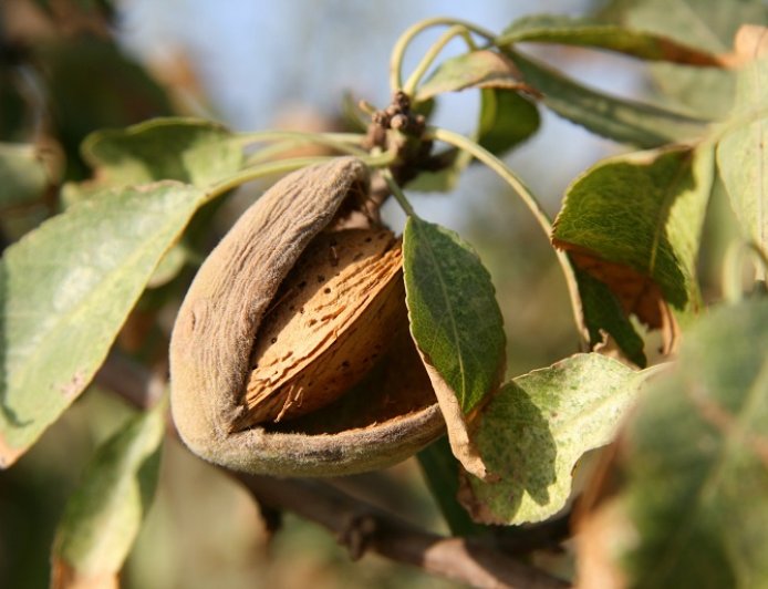 How much water does it take to grow a kg of almonds?