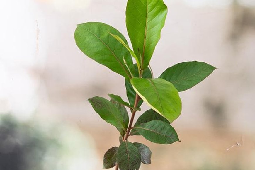 What is the age of almond seedlings