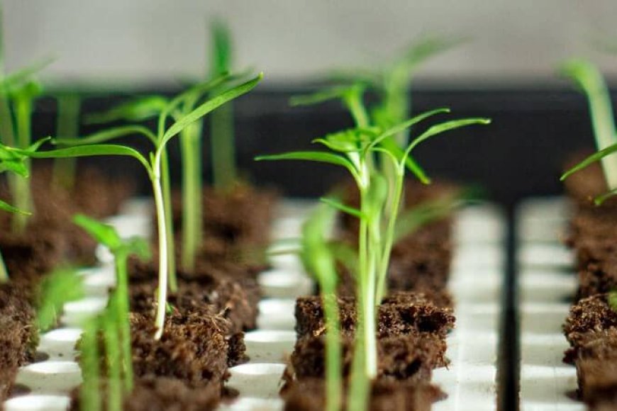 Does the Fragrant Seedling have a certificate?