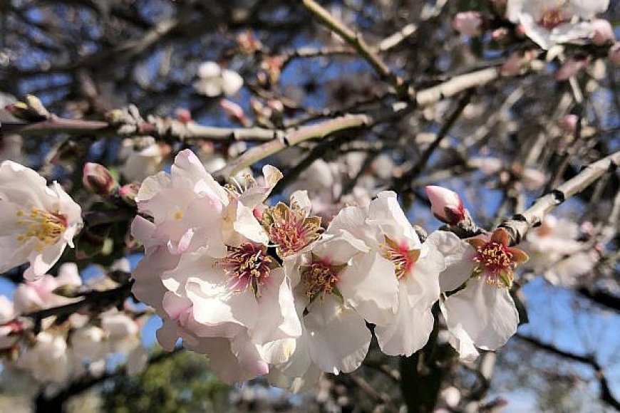 What is the structure of the Almond Tree Fragrance?