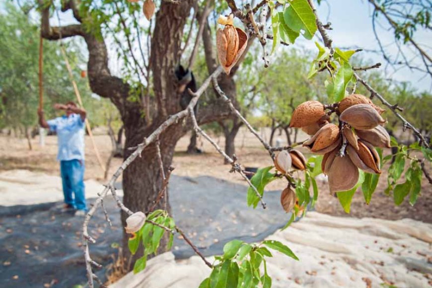 How many almonds does 1 tree produce?