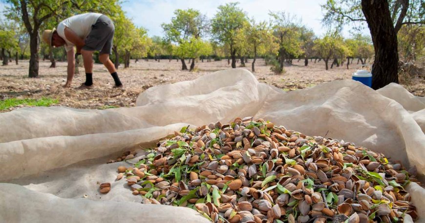 What is the harvest time for Almond Fragrance seedlings?