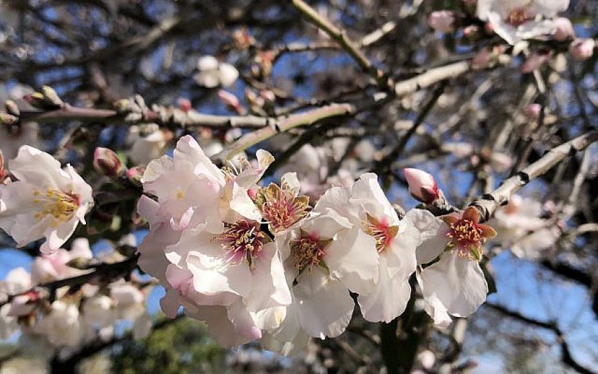 What is the structure of the Almond Tree Fragrance?