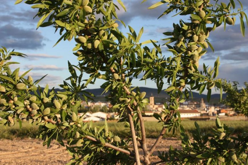 When do almond fragrant trees produce?
